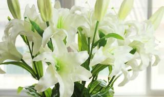 香水百合伴奏 香水百合伴奏